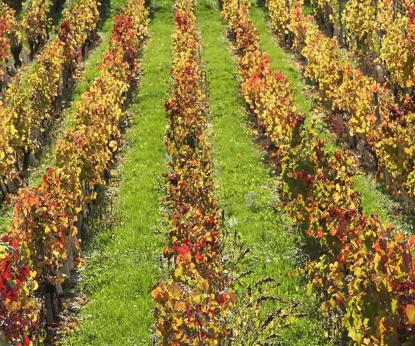 Chateau La Violette 3*