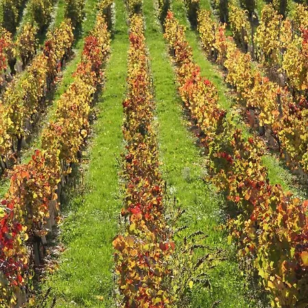 Chateau La Violette 3*